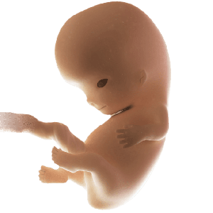 Infant