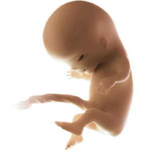 Infant