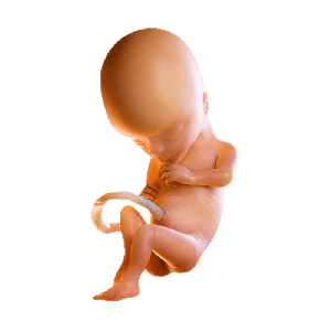 Week 15