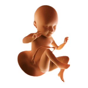 Week 34