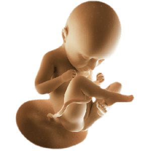 Infant