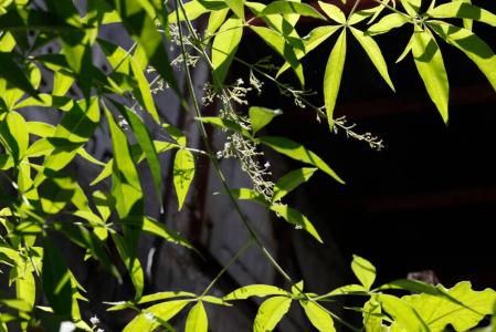 Lagundi For Cough and Asthma
