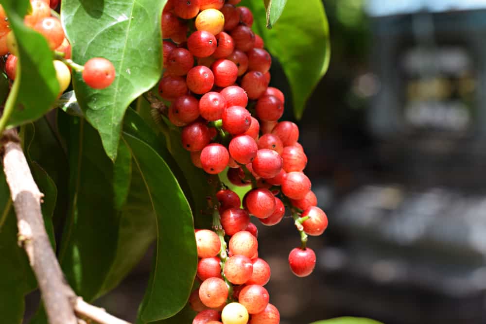 The Benefits of Bignay: Uses and Precautions