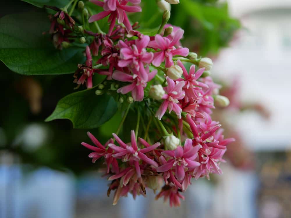 Niyog-Niyogan: What Are Its Health Benefits?