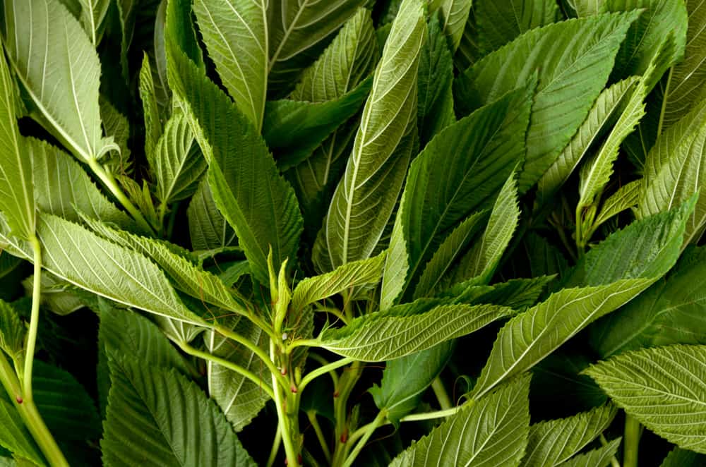 Saluyot Health Benefits: How Does It Improve Health?