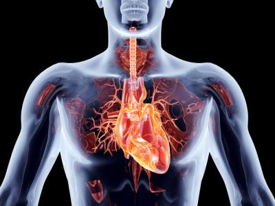 Sakit sa Heart Valve: Lahat ng Dapat Mong Malaman
