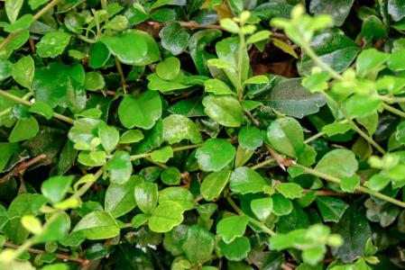 Tsaang Gubat For Digestion