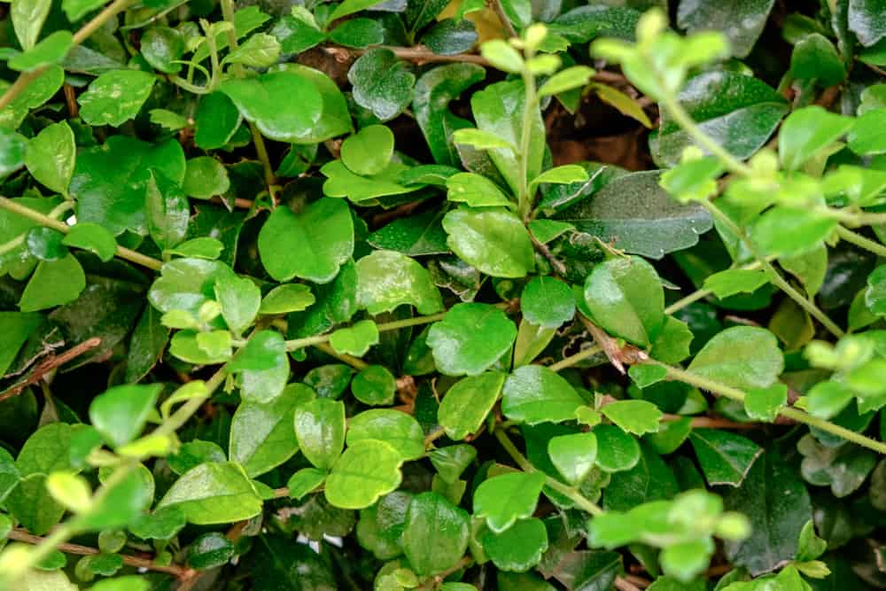 Tsaang Gubat For Digestion