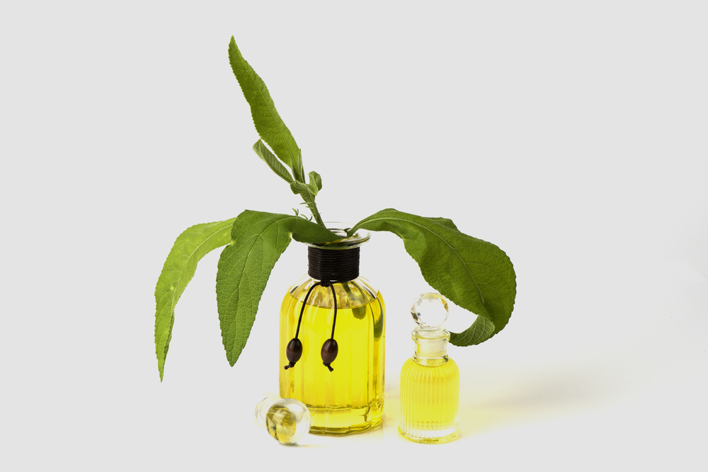 Sambong Benefits How Does This Herb Help Improve Overall Health?