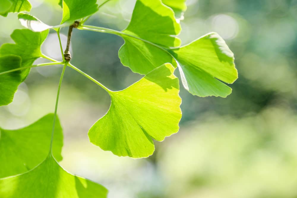 Ginkgo Biloba (herbal supplement, vasoactive agent)