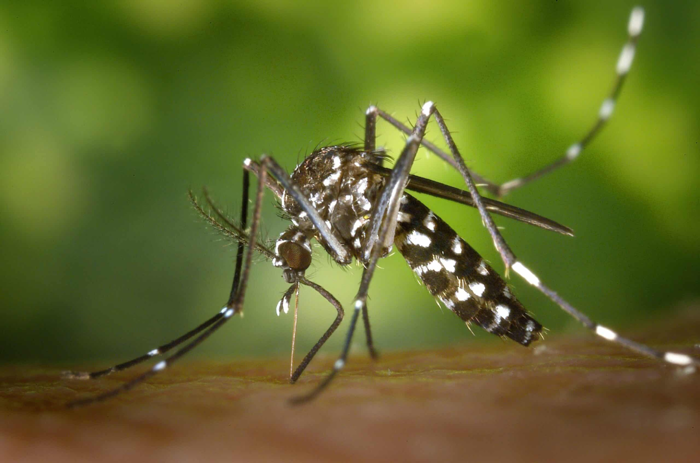 How to Distinguish Mosquitoes That Cause Dengue And Malaria From Common Mosquitoes