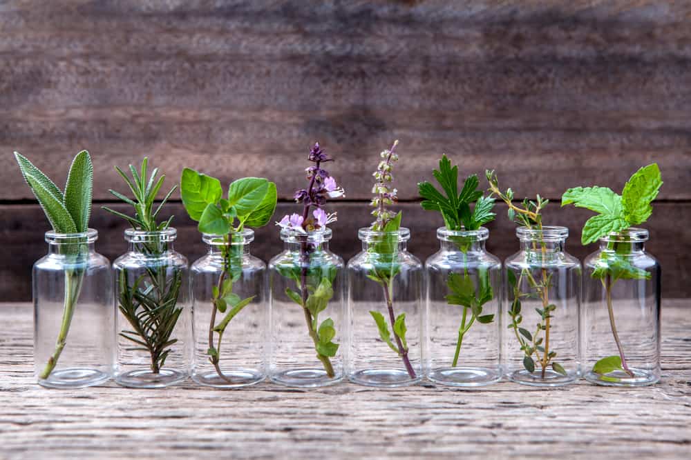 Essential Oils: All You Need To Know