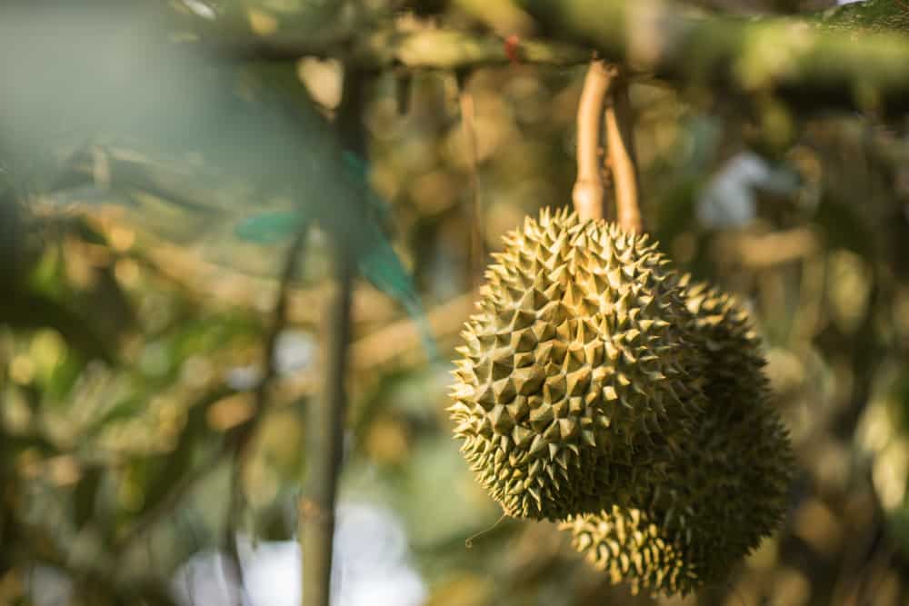 The Health Benefits of Durian Fruit and Leaves