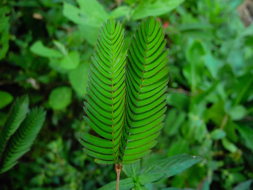 Makahiya Plant Uses: How Does It Benefit One's Health?