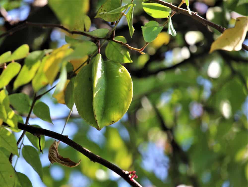 Balimbing (Star Fruit) Uses and Benefits