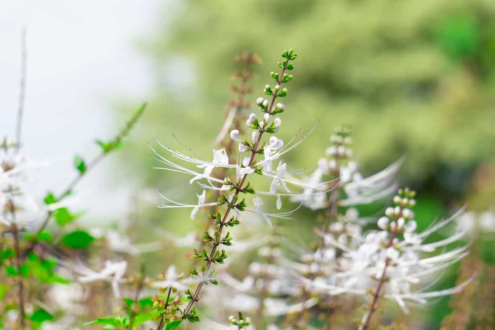 Balbas Pusa as a Herbal Remedy: Uses and Benefits