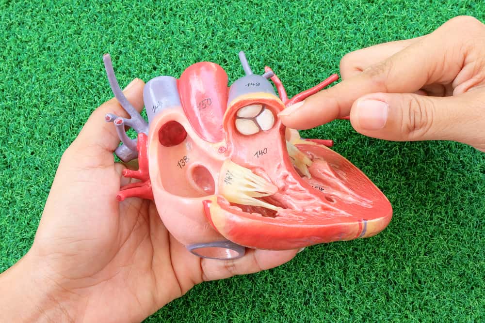Understanding Heart Valve Regurgitation