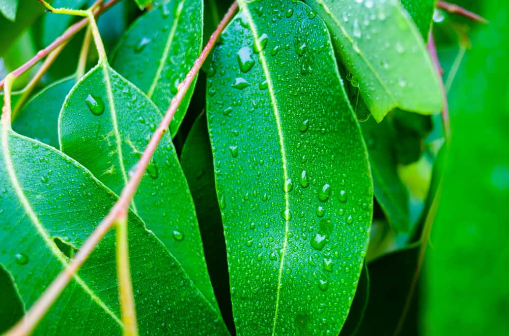 All You Need to Know About Using Eucalyptus Leaves