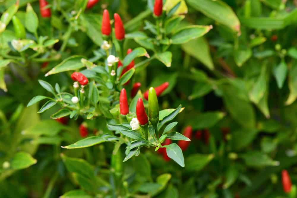 The Health Benefits Of Siling Labuyo