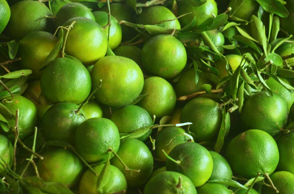 The Health Benefits of Dalandan Fruit