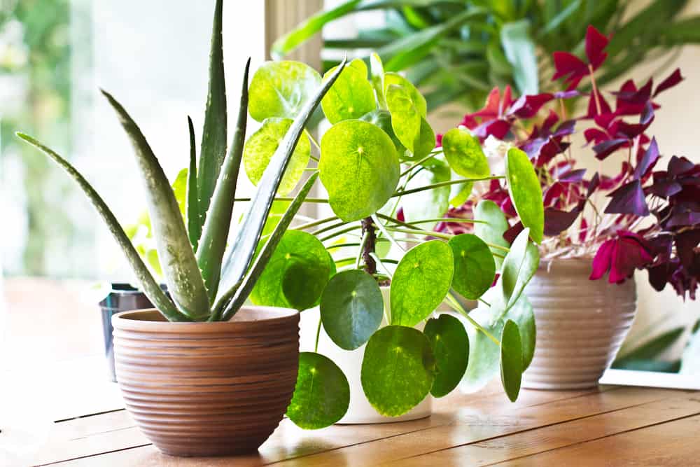 Benefits of Air Purifying Plants