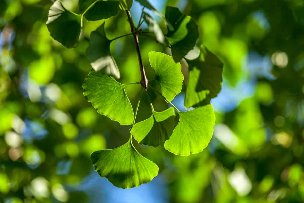 What Is Ginkgo Biloba Good for? and Are These Supplements Safe?
