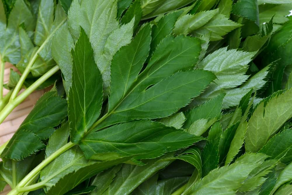 The Health Benefits And Uses of Ashitaba