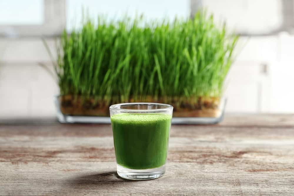 Why Is Wheatgrass Good for the Health? The Surprising Benefits