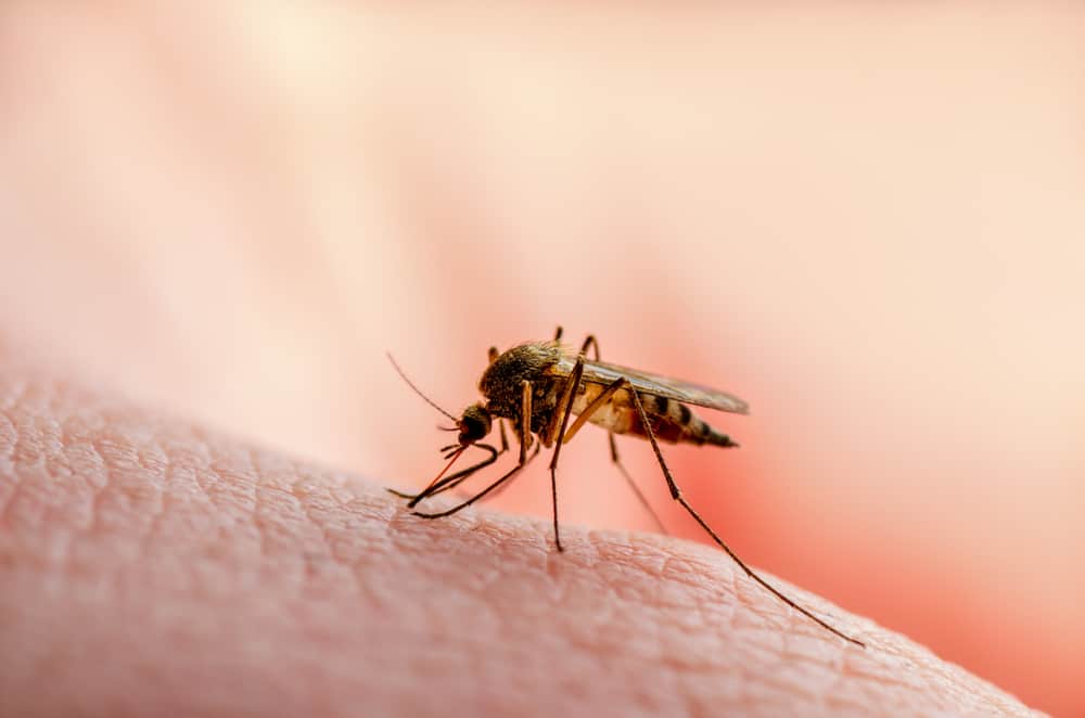 Malaria Symptoms and Precautions: What You Need to Know