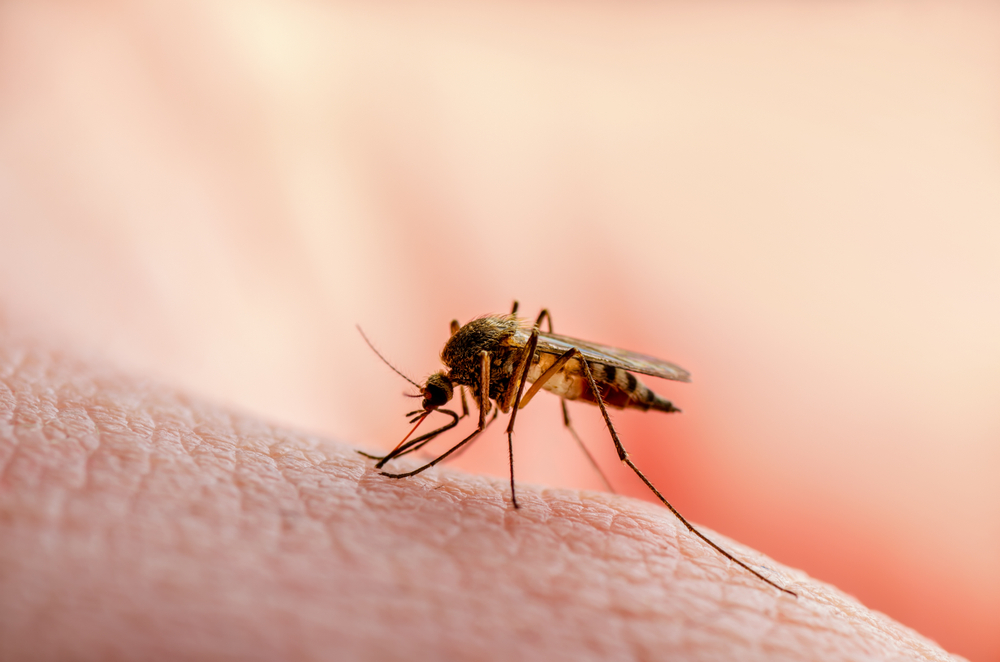 Mosquito Bite: 6 Interesting Reasons Why Some Children Are Bitten More Often