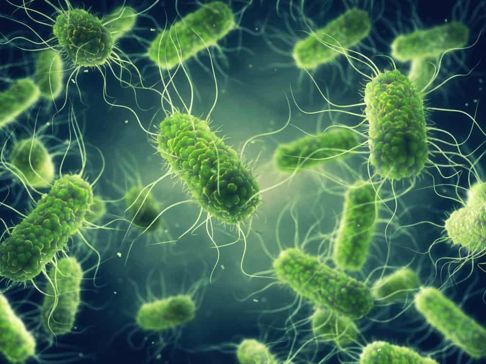 Salmonella Food Poisoning Symptoms: Gastroenteritis and More