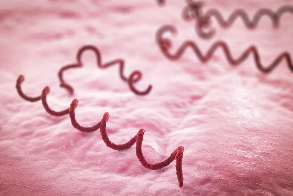 Syphilis Caused by Bacteria: How Does Syphilis Spread?