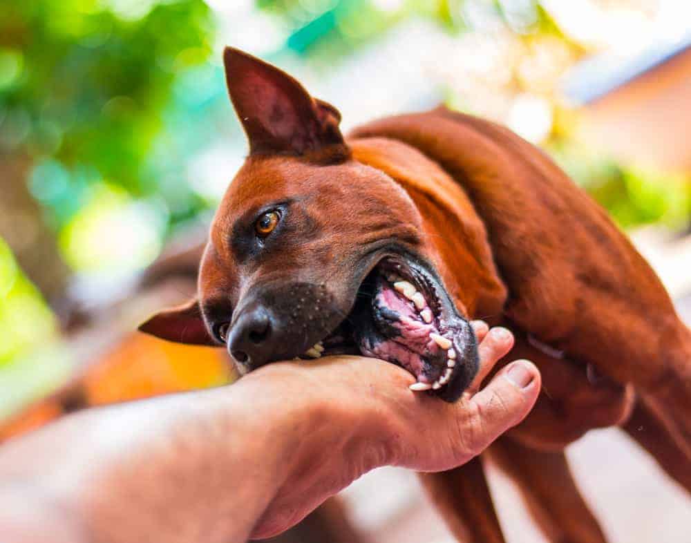 Incubation Period Of Rabies