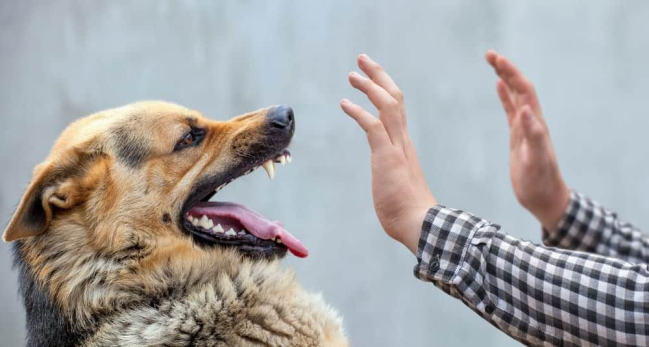 Is There Really No Cure For Rabies?