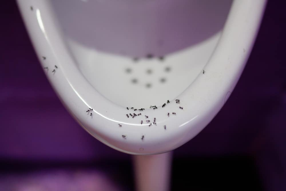 Uncommon Diabetes Questions: Ants in Toilet and Other Signs