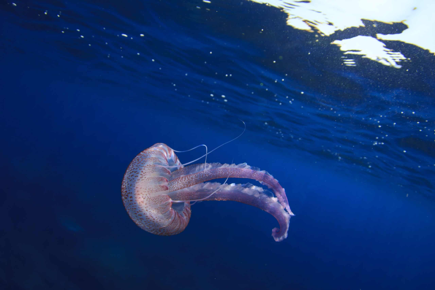 First Aid for Jellyfish Stings: Must-Know Tips for the Beach