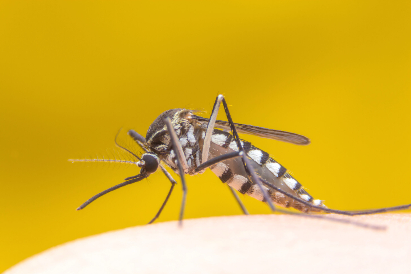 Yellow Fever Virus: What You Should Know and What To Watch Out For