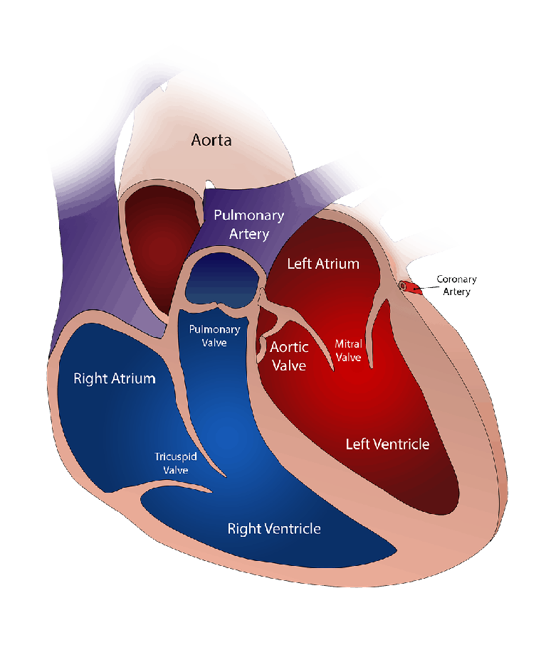 Right Atrial Enlargement: Possible Causes of Enlarged Right Atrium