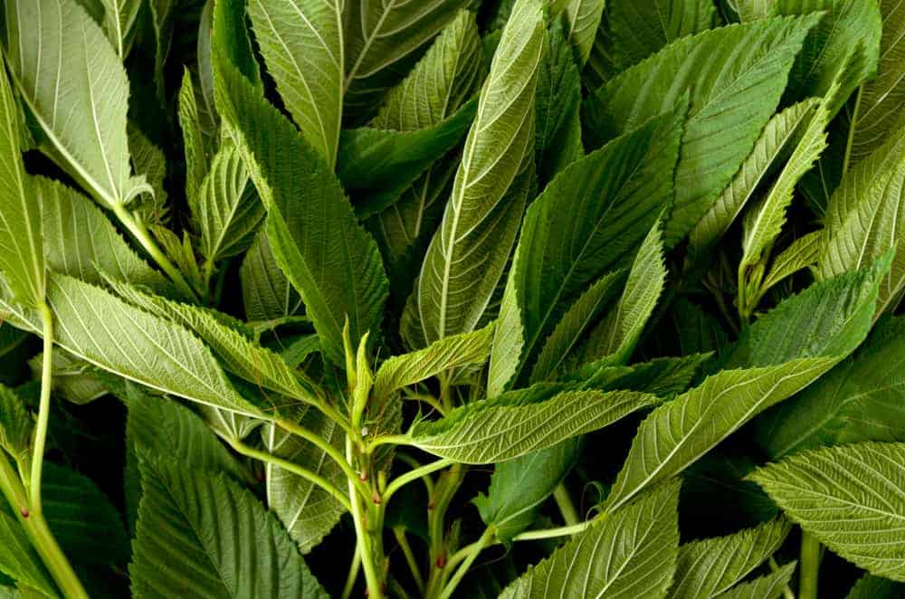 Para Saan Ang Saluyot? Heto Ang Dapat Mong Malaman