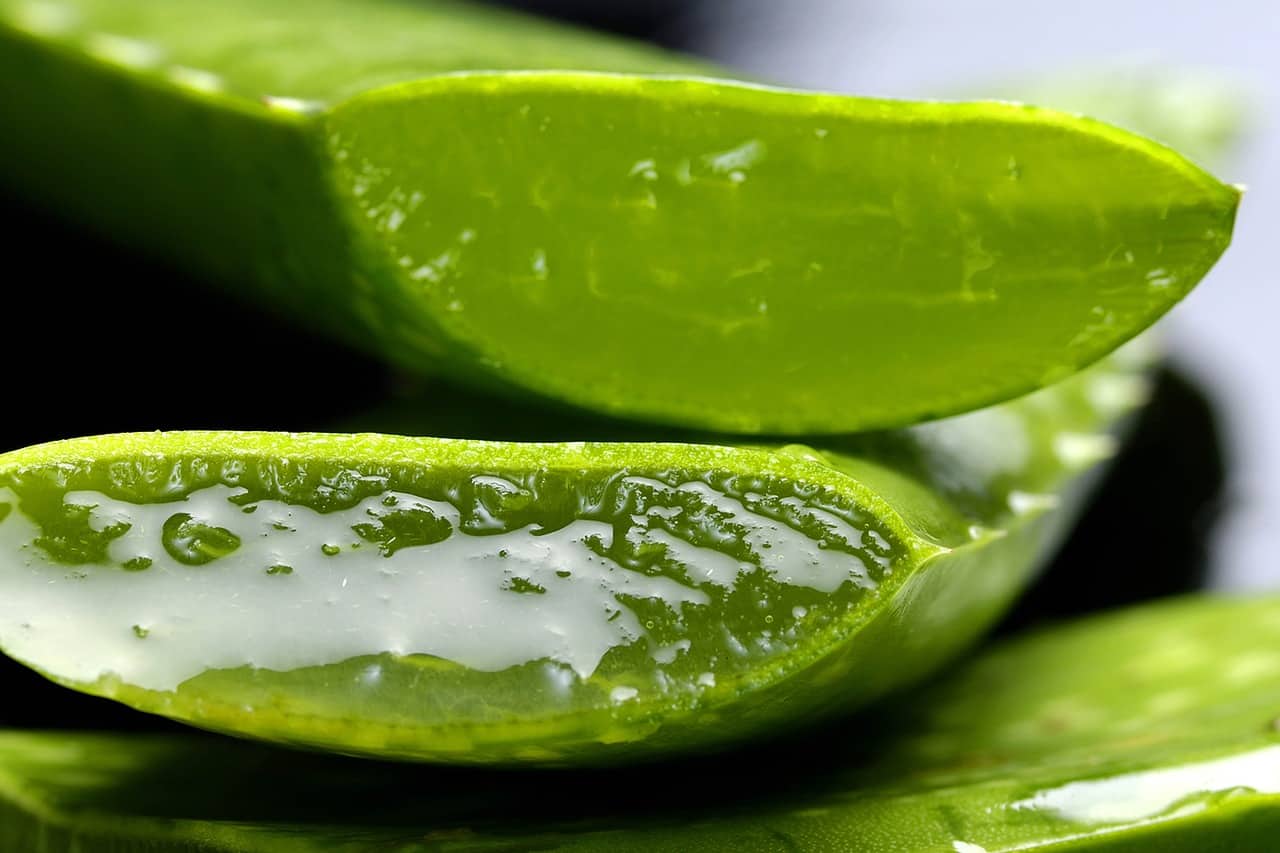 Herbs for the Hair: How To Use Aloe Vera for Hair Growth