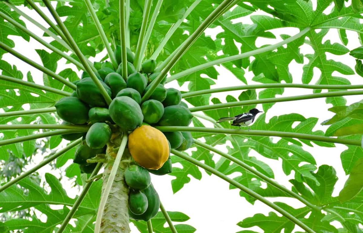 Papaya Leaves For Dengue Can It Increase Platelet Count?