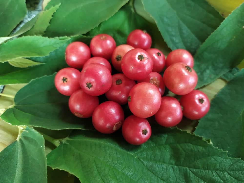 Aratiles Fruit Medicinal Uses: Can It Improve Diabetes?