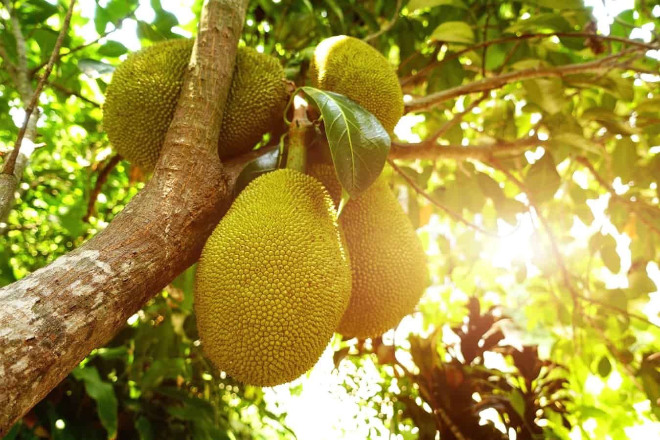 Have You Heard of the Health Benefits of Langka?