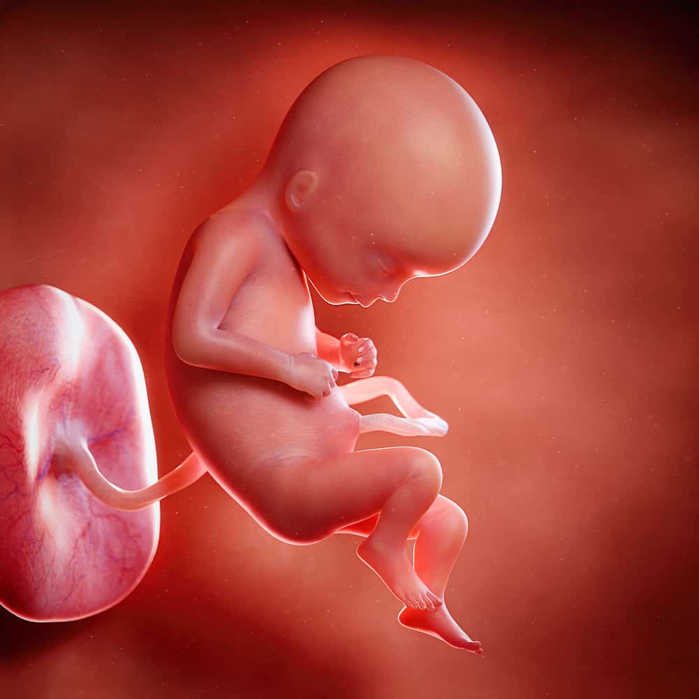 From Zygote To Fetus: The Stages Of Prenatal Development