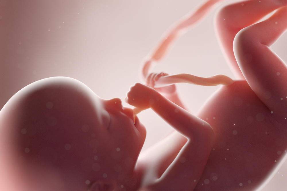Fetus Development: How Your Baby Grows Inside the Womb