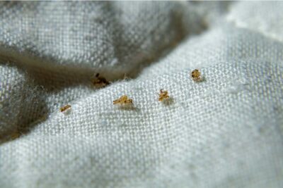 Pubic Lice: Causes, Symptoms, Treatment