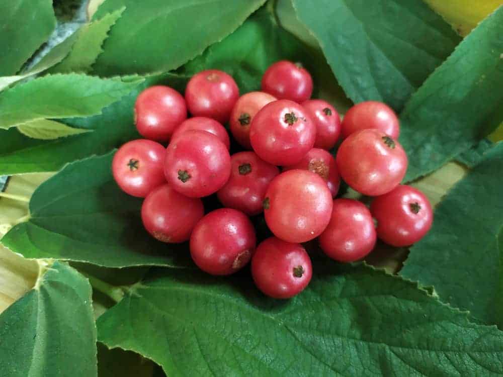 Bunga ng Aratiles: Nakakatulong nga ba Ito sa Diabetes?