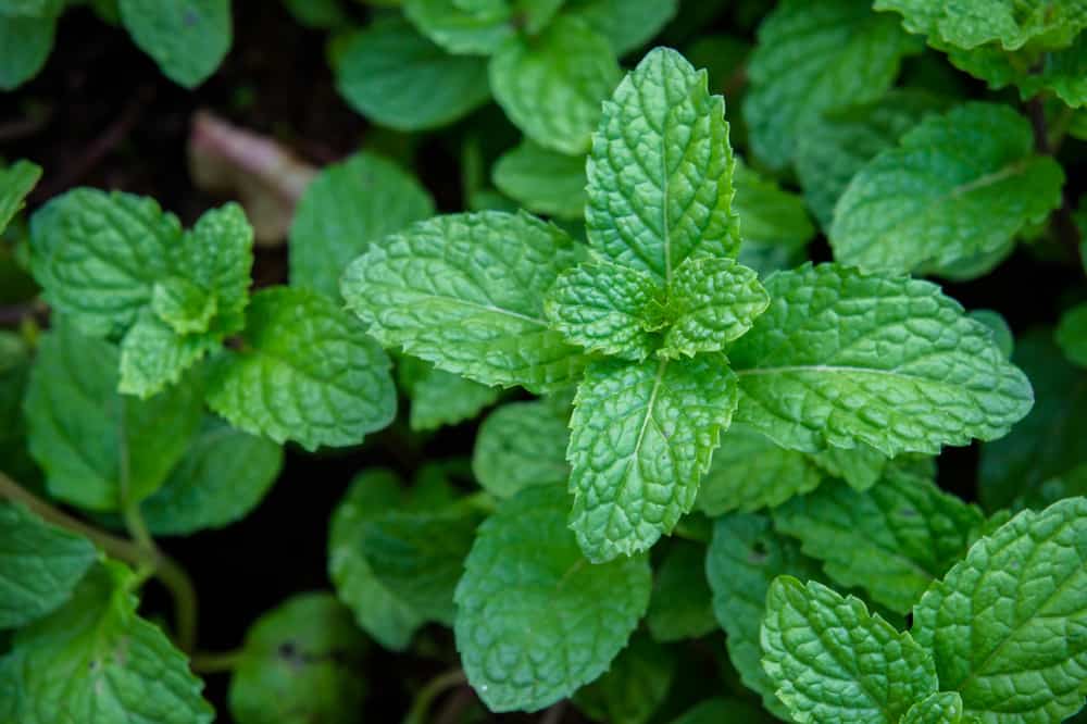 Mint Plant Benefits: Why Is This Fresh, Cool Herb Good for the Health?