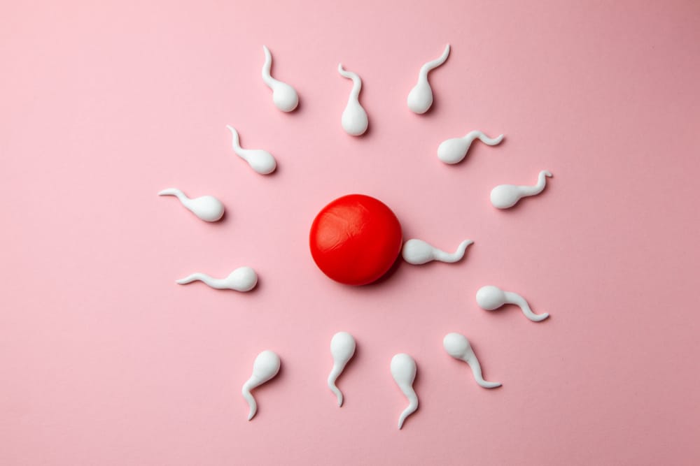 Sperm Motility: What Does It Have to Do With Fertility?