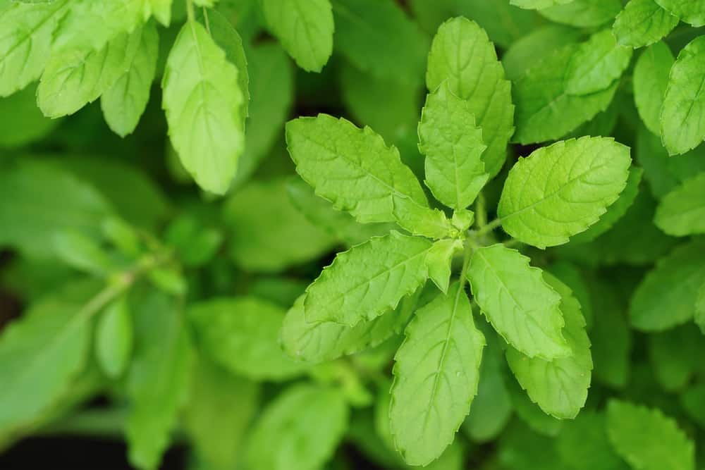 Beyond the Myths: The Benefits of Holy Basil